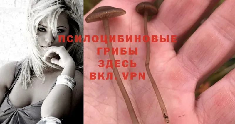 Псилоцибиновые грибы Magic Shrooms  Майский 